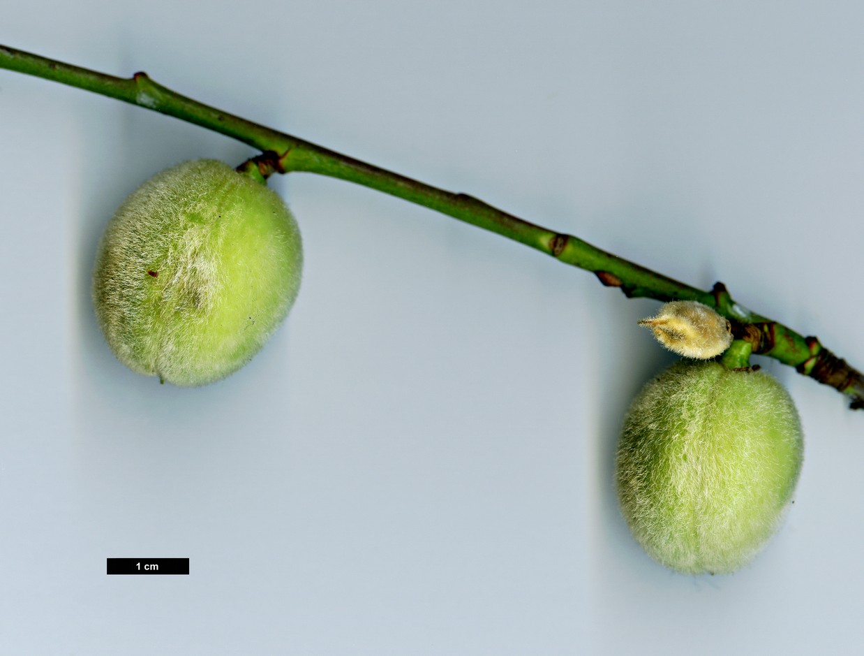 High resolution image: Family: Rosaceae - Genus: Prunus - Taxon: persica - SpeciesSub: ’Prince Charming’
